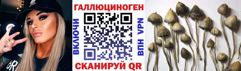 как найти закладки  Куровское  kraken как зайти  Галлюциногенные грибы мицелий 